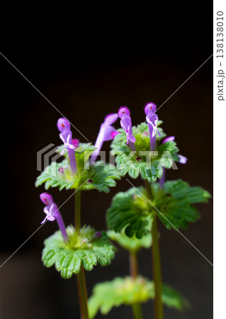 庭に咲いたホトケノザのクローズアップ 138138010