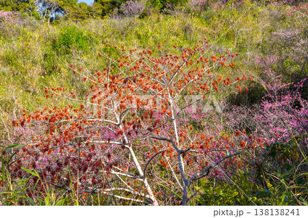 沖縄県名護市名護　名護城公園さくらの園の早咲きの琉球寒緋桜と赤い実をつけるイイギリ 138138241