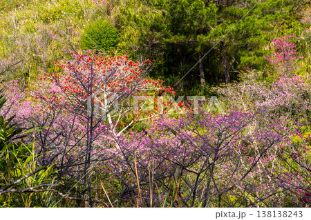 沖縄県名護市名護　名護城公園さくらの園の早咲きの琉球寒緋桜と赤い実をつけるイイギリ 138138243