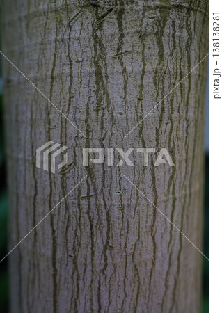 Grunge wood texture background surface 138138281
