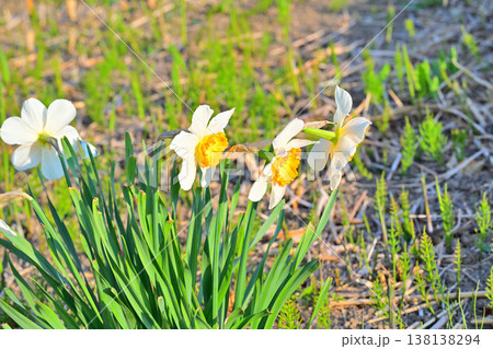 スイセン　早春の春を彩る　荒川河川敷　さいたま市　　　　　 138138294