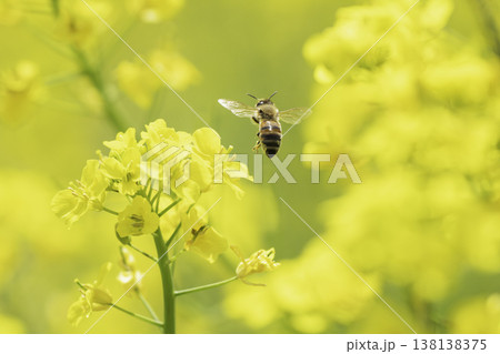 春の菜の花で蜜を集めるミツバチ 138138375