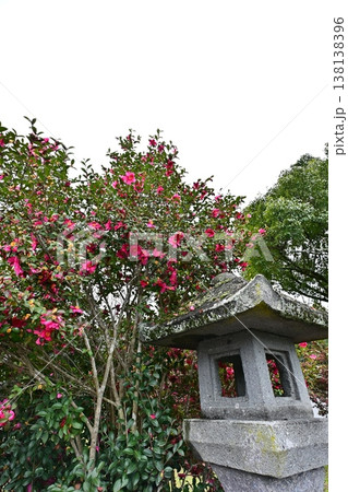 宇佐神宮の風景 138138396