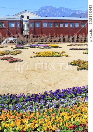 早春の安曇野ちひろ公園　パンジーの花 138138442