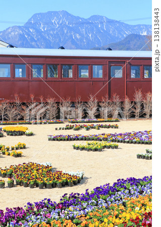 早春の安曇野ちひろ公園 パンジーの花 早春の安曇野ちひろ公園 パンジーの花 138138443