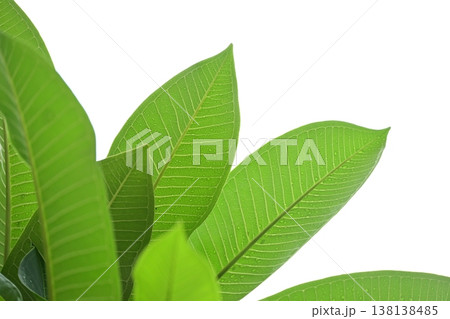 beautiful green leaf texture in springtime, water drop on frangipani leaves beautiful green leaf texture in springtime, water drop on frangipani leaves 138138485