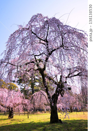 京都御所・近衛邸跡の糸桜(枝垂れ桜) 京都御所・近衛邸跡の糸桜(枝垂れ桜) 138138530