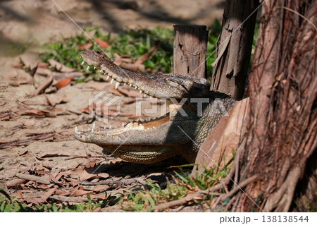 The crocodile is show head near the river The crocodile is show head near the river 138138544