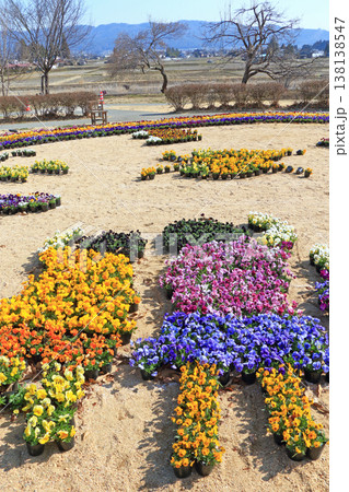 早春の安曇野ちひろ公園　パンジーの花 138138547