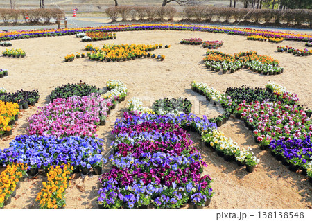 早春の安曇野ちひろ公園　パンジーの花 138138548