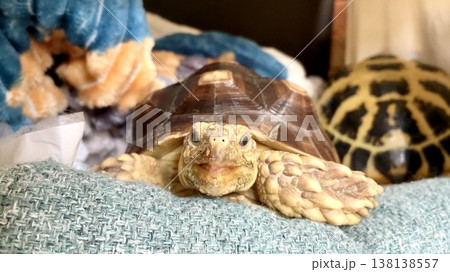 にやにやするケヅメリクガメ にやにやするケヅメリクガメ 138138557
