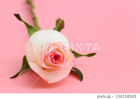 beautiful pastel rose flower on pink background, valentine day 138138585