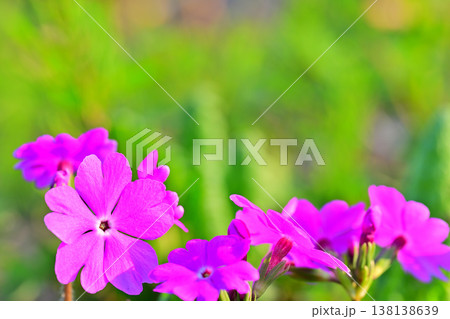 桜草　錦乃原桜草園　さいたま市荒川河川敷 138138639