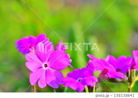 桜草　錦乃原桜草園　さいたま市荒川河川敷 138138641