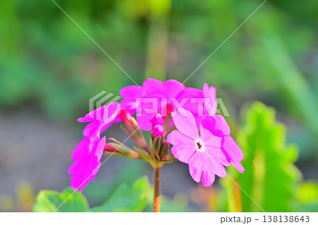 桜草 錦乃原桜草園 さいたま市荒川河川敷 桜草 錦乃原桜草園 さいたま市荒川河川敷 138138643