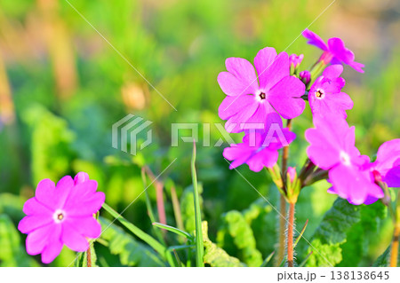 桜草　錦乃原桜草園　さいたま市荒川河川敷 138138645
