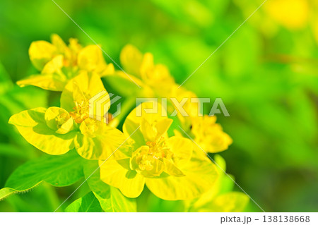 ノウルシ 錦乃原桜草園 さいたま市荒川河川敷 ノウルシ 錦乃原桜草園 さいたま市荒川河川敷 138138668