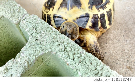 上を見つめるロシアリクガメ 上を見つめるロシアリクガメ 138138747