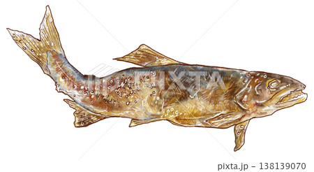 鮎の塩焼き_1匹_こんがり 138139070