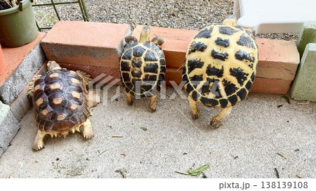 脱走しようとするロシアリクガメとケヅメリクガメ 脱走しようとするロシアリクガメとケヅメリクガメ 138139108