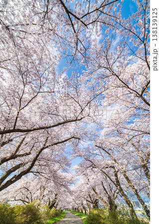 「岩手県」満開の桜咲く北上展勝地　北上市 138139125