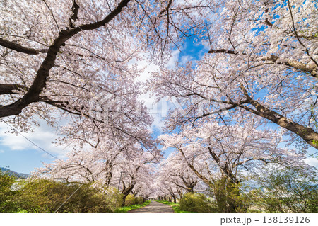 「岩手県」満開の桜咲く北上展勝地　北上市 138139126