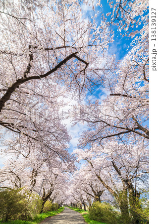 「岩手県」満開の桜咲く北上展勝地　北上市 138139127