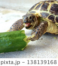 きゅうりにテンション上がるロシアリクガメ 138139168
