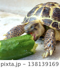 きゅうりにがっつきすぎて顔がぶれるロシアリクガメ 138139169