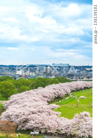 「岩手県」満開の桜咲く北上展勝地 北上市 「岩手県」満開の桜咲く北上展勝地 北上市 138139181