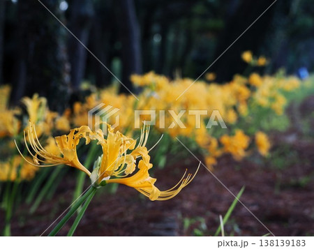 秋 黄色の花畑 秋 黄色の花畑 138139183