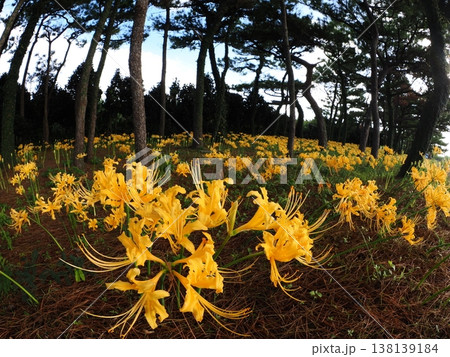 秋 黄色の花畑 秋 黄色の花畑 138139184