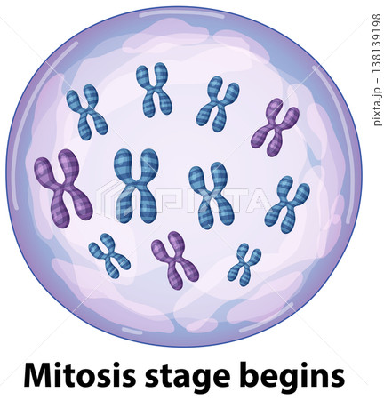 Scientific Illustration of Chromosomes Inside a Cell During Mitosis Stage 138139198
