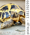 日光浴でごきげんなロシアリクガメ 138139299