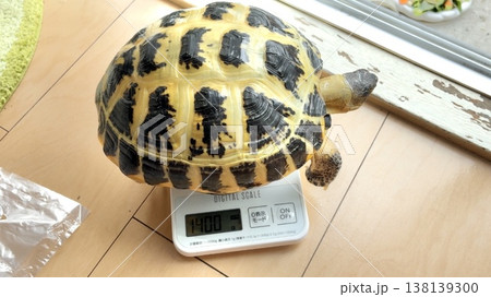 体重測定をするロシアリクガメ 体重測定をするロシアリクガメ 138139300