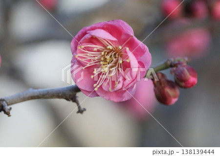 春を告げる紅梅の花 春を告げる紅梅の花 138139444