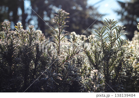 Glistening Morning Rain Drops Cover A Yew Hedge Glistening Morning Rain Drops Cover A Yew Hedge 138139484