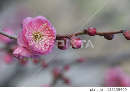 春の訪れを告げる梅の花 138139499