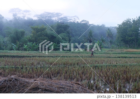 Person walking through a misty rice field in a rural landscape Person walking through a misty rice field in a rural landscape 138139513