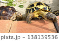 脱走を企てるロシアリクガメとケヅメリクガメ 138139536