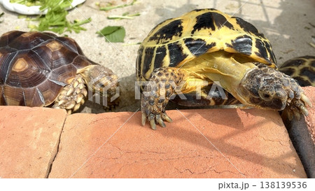脱走を企てるロシアリクガメとケヅメリクガメ 脱走を企てるロシアリクガメとケヅメリクガメ 138139536
