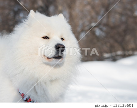 Fluffy samoyed dog sitting in sunny winter snow.  138139601