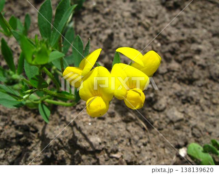 Close Up Of Bird's Foot Trefoil Yellow Flower 138139620