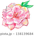 水彩で描いた桃の花のイラスト 138139684