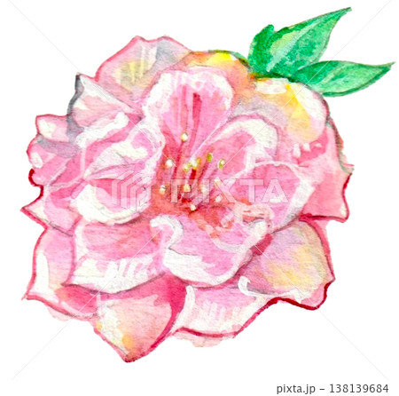 水彩で描いた桃の花のイラスト 138139684
