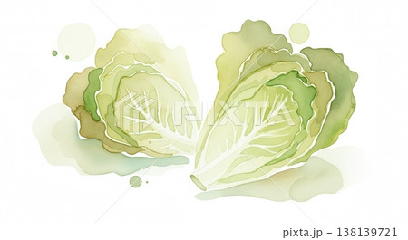 みずみずしく新鮮な白菜の淡い水彩イラスト 柔らかいタッチのナチュラル野菜素材 138139721
