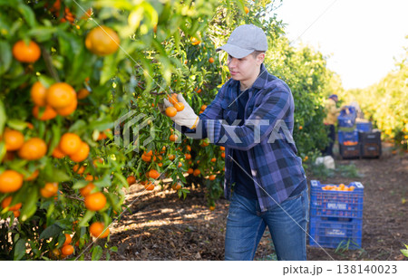 Man harvesting ripe green tangerines at sunny fruit farm Man harvesting ripe green tangerines at sunny fruit farm 138140023