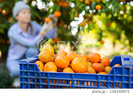Portrait of smiling woman harvesting tangerines on organic plantation 138140072