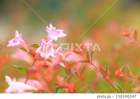 ピンク色のアベリアの花 138140247