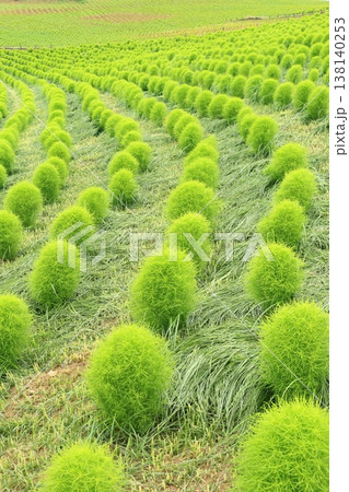 コキアの丘 コキアの丘 138140253